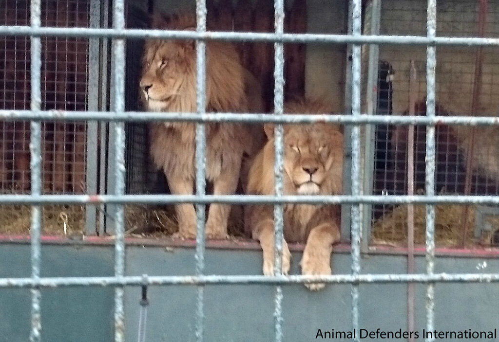 ADI Chipperfield lions
