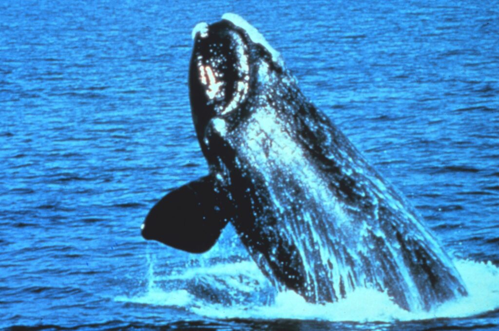 North Atlantic Right Whales Could Become Extinct by 2040 1 whale
