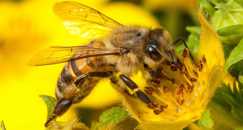 Bees Become Addicted to Harmful Pesticides 1 bee research society