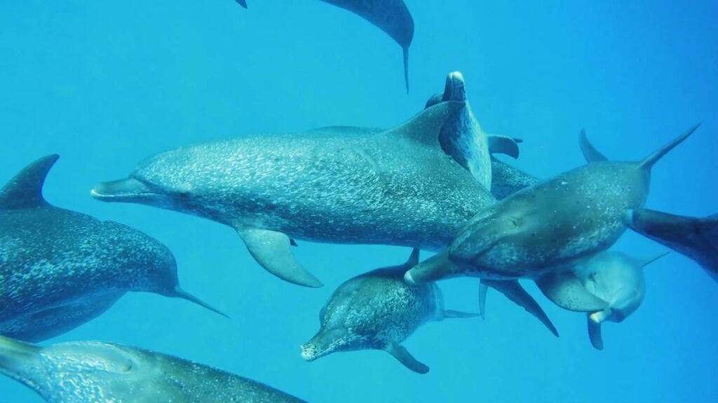 Healthy Ocean - Healthy People 1 dol