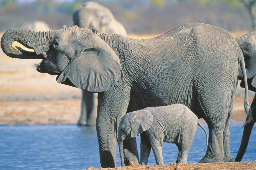 Drought Caused 55 Elephants to die in Zimbabwe 1 121bcddd8f1e4bd7aafbd28c77f65b6c