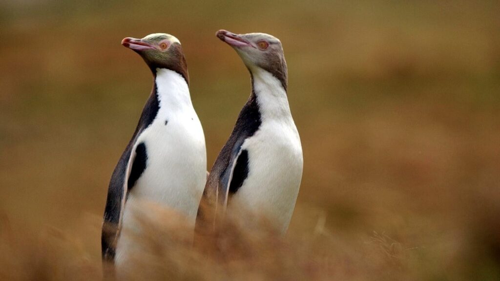 Penguin Hoiho Wins Bird of The Year Poll: New Zealand 3 1573443614441 NZ Bird 16 9 17536219 1978707 20191111131124aa867dd9 c853 4176 9e27 689c68c1c481.jpg sd 1280x720