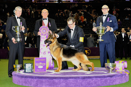 Westminster Kennel Club Dog Show