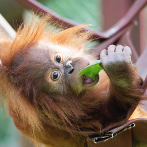 Rieke in hammock ©MonkeyWorld