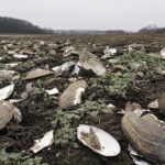 Result of climate change