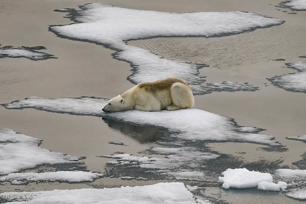 A-polar-bear-rests-on-ice-off-Russias-Franz-Josef-Land-archipelago.-Arctic-sea-ice-is-melting-faster-than-previously-thought-scientists-say