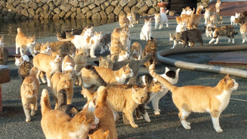5 of the strangest places in the world 2 cat island 1
