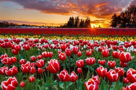 Spring Time: Tulip Festivals Around The World