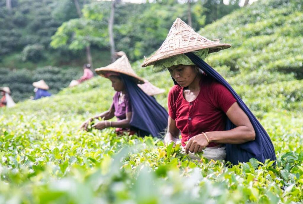 tea workers strike 1.jpeg 2 1