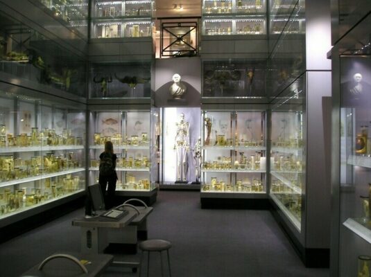 Macabre Hunterian Museum