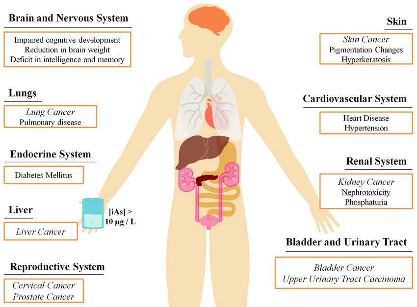 Arsenic Effects