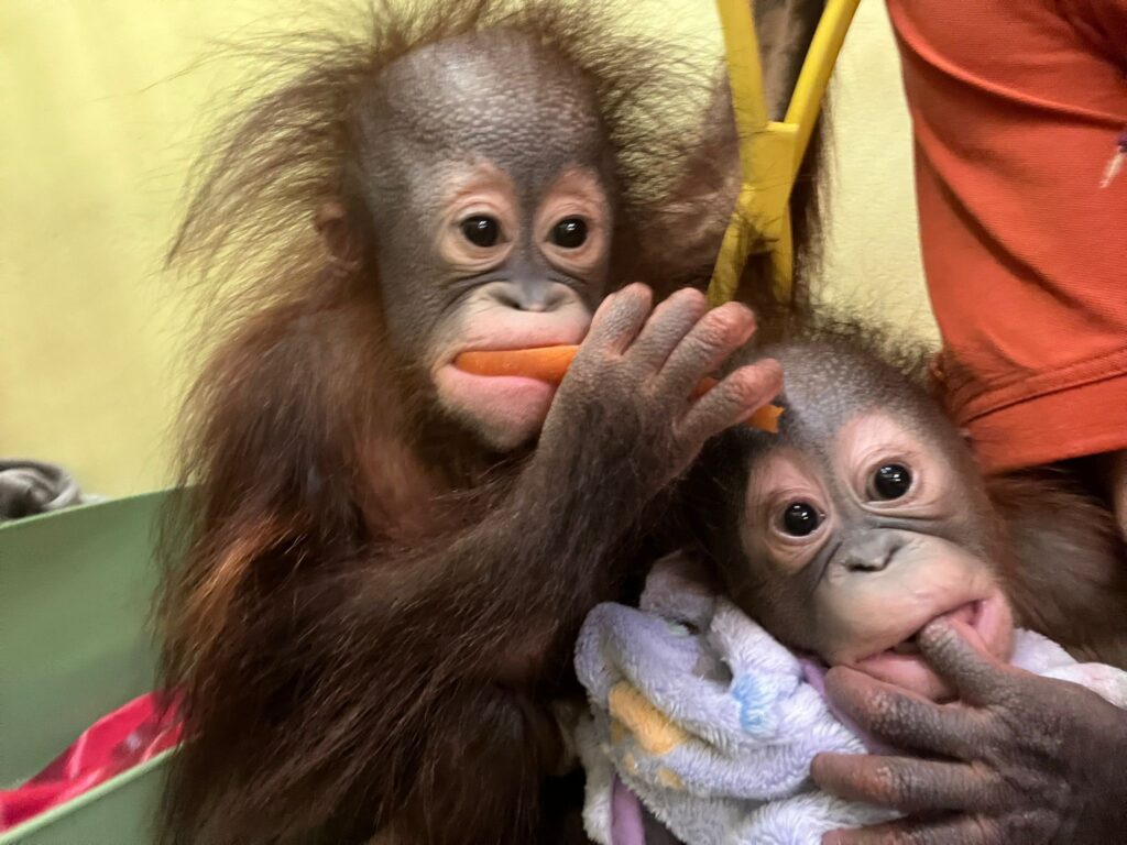 Double Trouble at Monkey World!