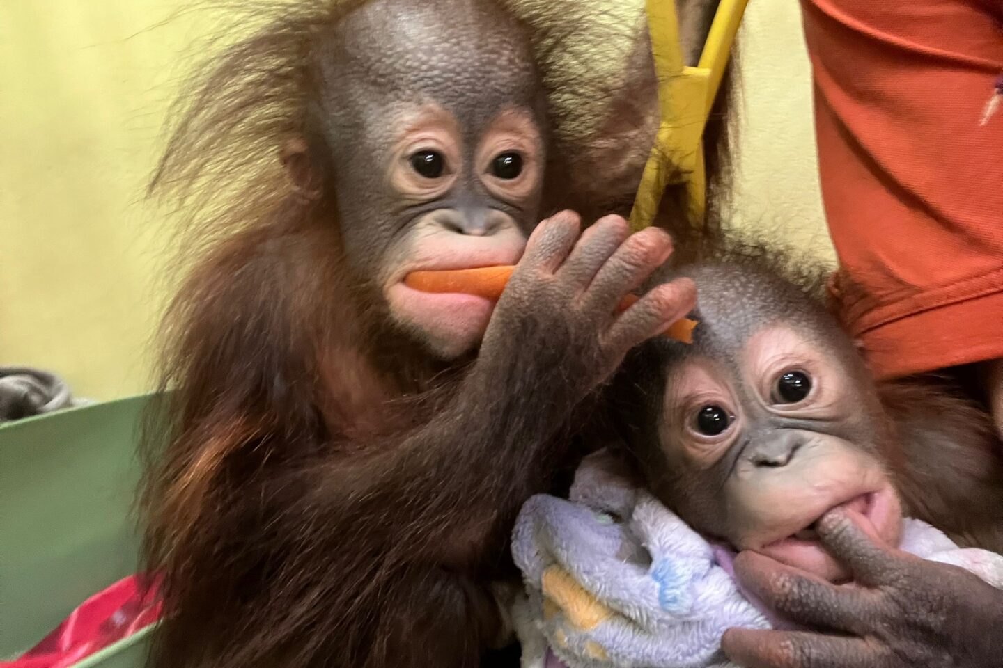Double Trouble at Monkey World!