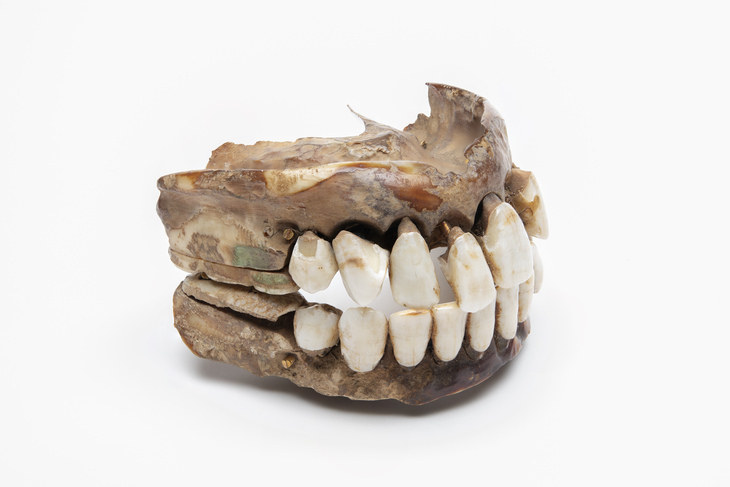 1 set of false teeth london museum