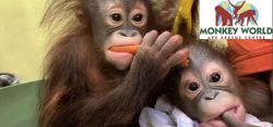 MonkeyWorldFeb2025